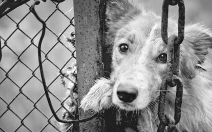"Отрава будет везде": в Днепре догхантеры объявили войну владельцам собак. Новости Днепра
