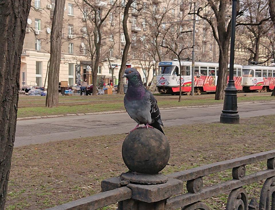 "Как можно было не заметить", - в центре Днепра воруют "визитку города". Новости Днепра