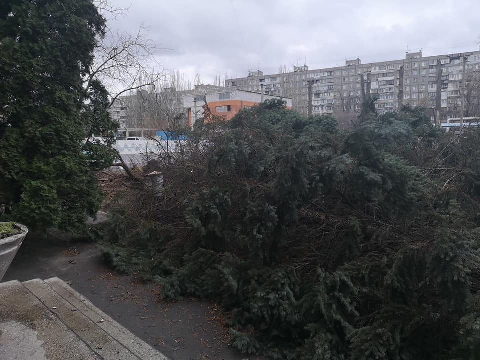 В Днепре на Калиновой высоченные ели вырвало с корнем (Фото). Новости Днепра