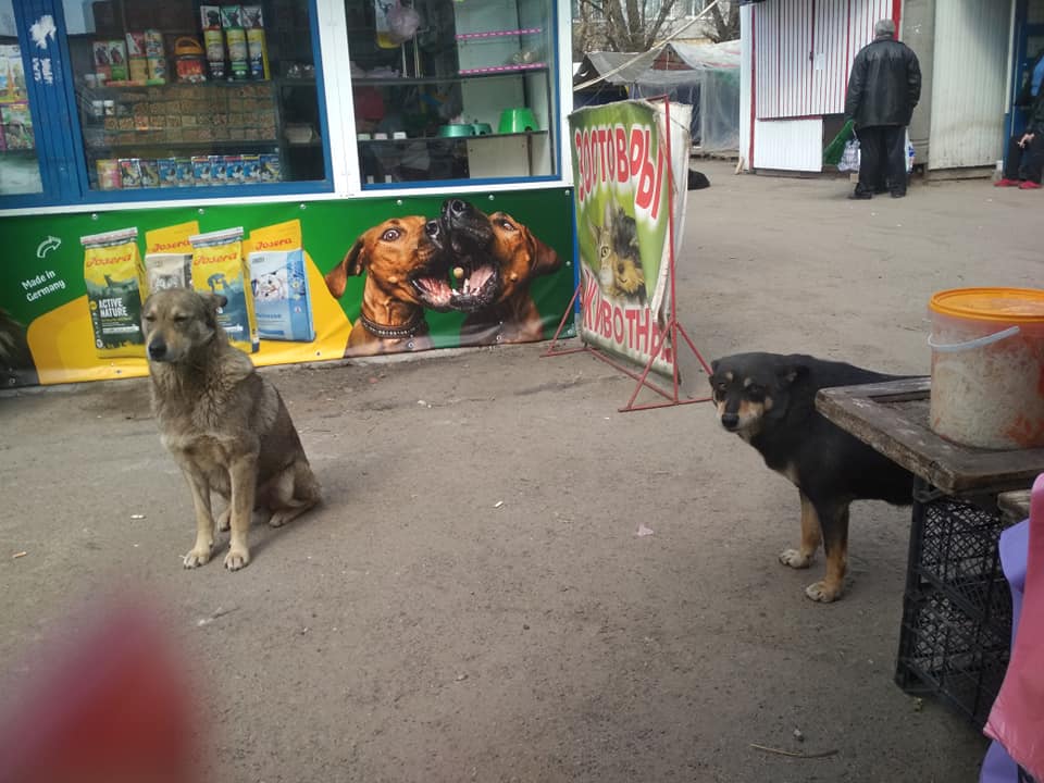 В Днепре закрывают очередной рынок стихийной торговли: местные собаки останутся бездомными. Новости Днепра