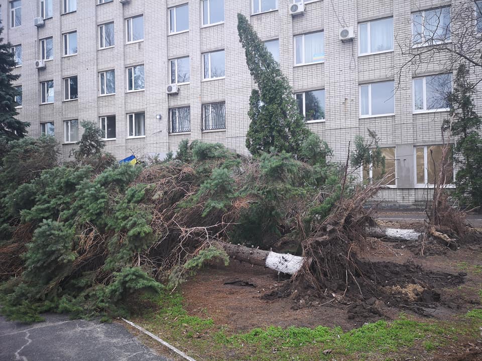 В Днепре на Калиновой высоченные ели вырвало с корнем (Фото). Новости Днепра