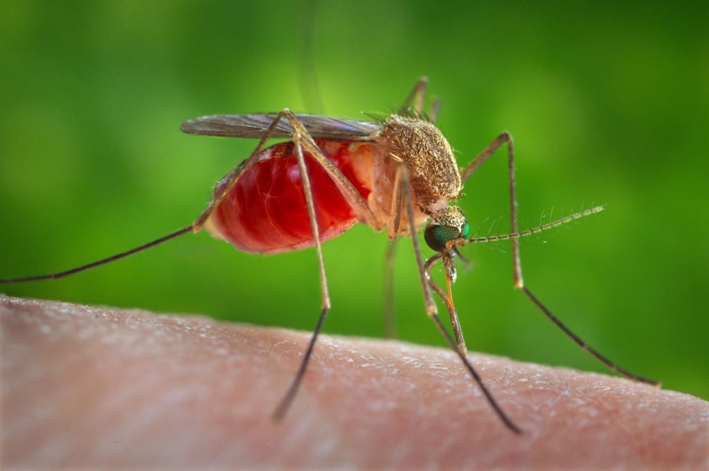 Как в Днепре бороться с комарами с помощью запахов: 9 уникальных способов. Новости Днепра