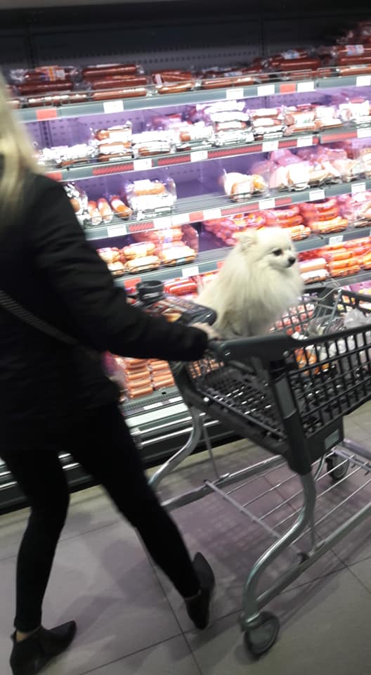 "Это мой ребенок", - днепряне удивлены поведением собачников в супермаркетах. Новости Днепра