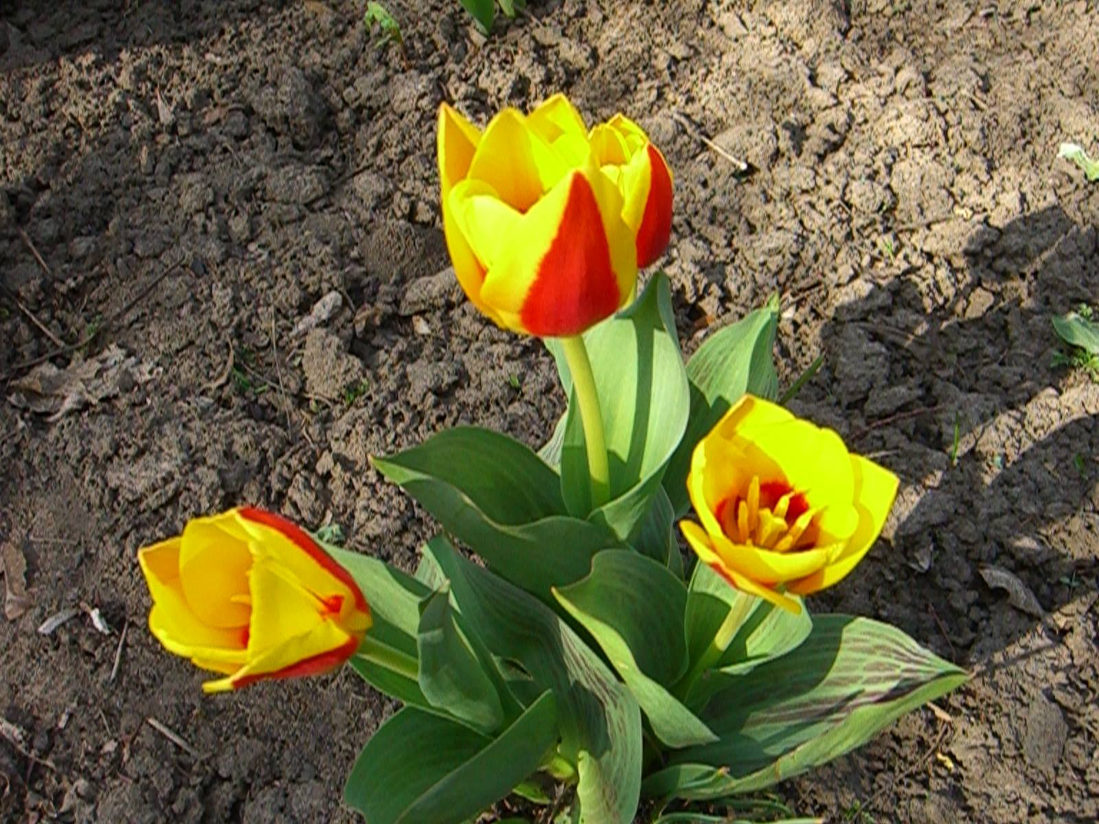 Ботсад ДНУ буяет красками: зацвели тюльпаны и нарциссы (Фото). Новости Днепра