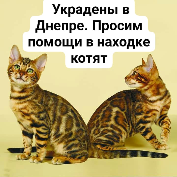 На автовокзале Днепра орудуют опасные воры: у женщины под гипнозом украли дорогостоящих котят. Новости Днепра