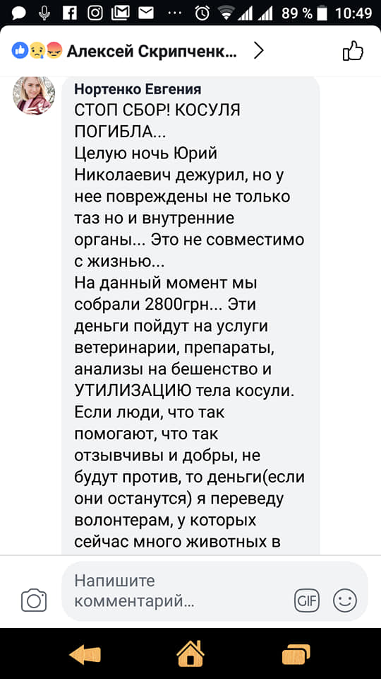 Днепряне не смогли спасти косулю, которую сбил "олень" на колёсах. Новости Днепра