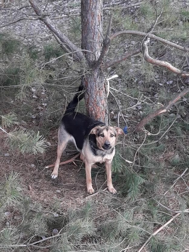 Бросили умирать: на ж/м Приднепровск в Днепре пса привязали на цепь в лесу (ФОТО). Новости Днепра