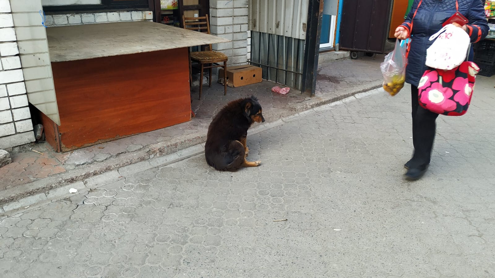 В Днепре на Парусе бродячая собака напала на ребенка. Новости Днепра