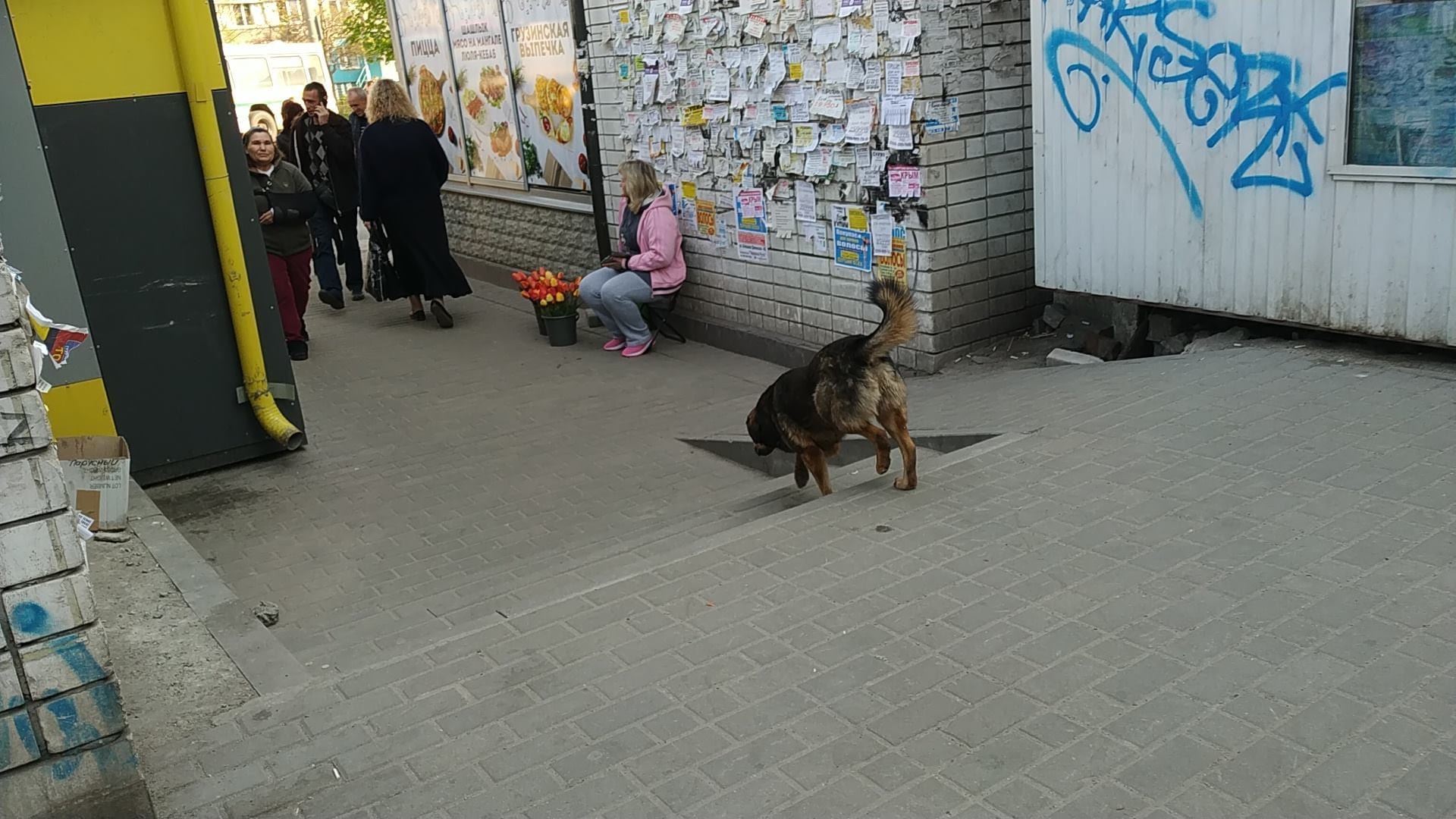 В Днепре на Парусе бродячая собака напала на ребенка. Новости Днепра