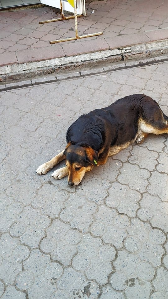 В Днепре на Парусе бродячая собака напала на ребенка. Новости Днепра