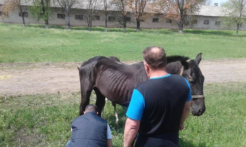 Живые скелеты: под Днепром сотни лошадей обречены на голодную смерть (видео). Новости Днепра