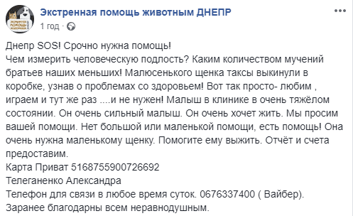 "Чем измерить человеческую подлость": в Днепре маленького щенка таксы выкинули в коробке на улицу. Новости Днепра