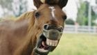 В Днепре лошадь "угнала" бричку и носилась по улицам города: видео. Новости Днепра
