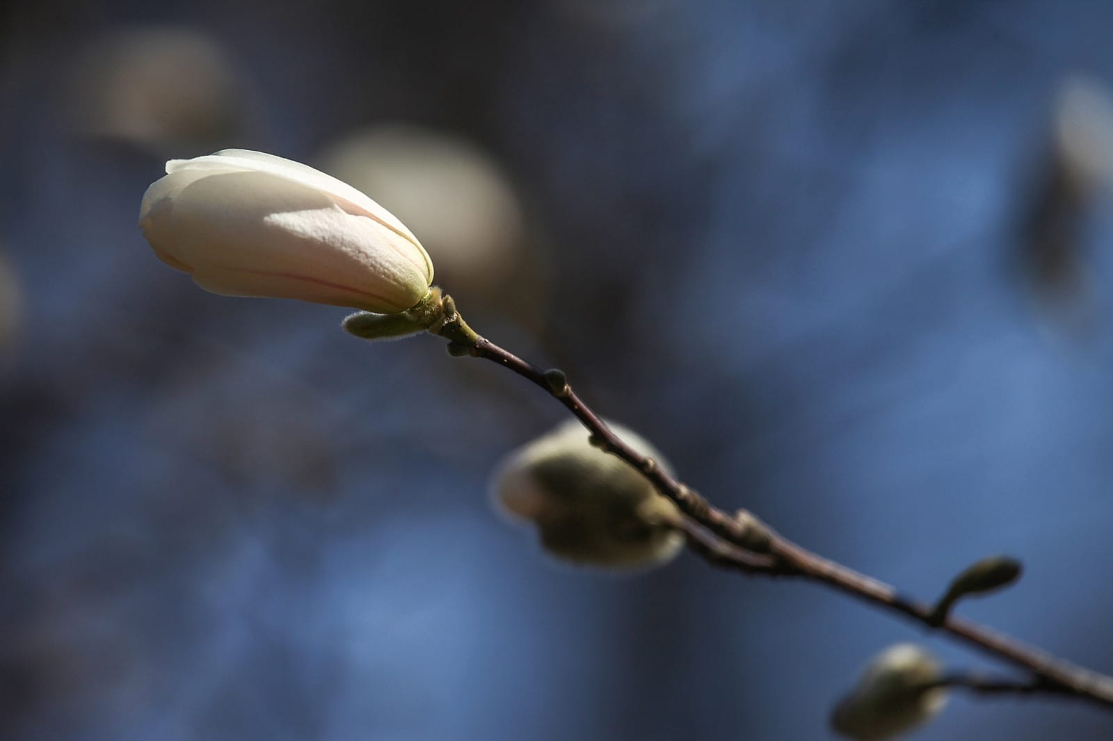 Неземная красота: в Днепре посреди сквера цветут уникальные деревья. Новости Днепра