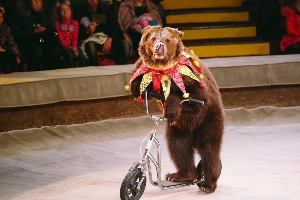 Днепрян возмущают цирковые представления с животными. Новости Днепра