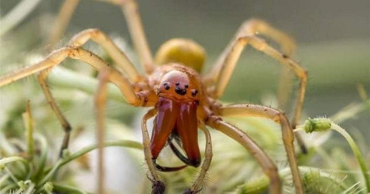 «Золотой» ядовитый паук, терроризирующий Европу, добрался до Днепропетровской области (Фото). Новости Днепра