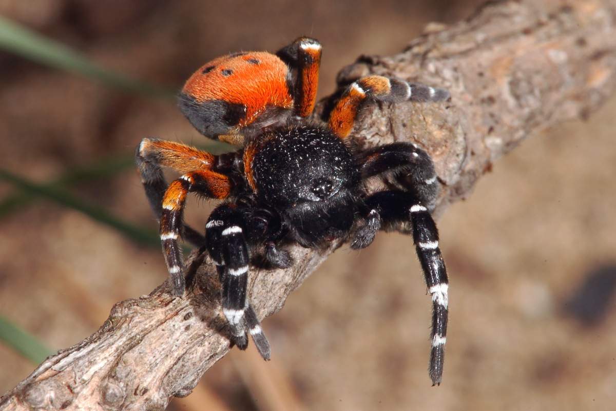 Ядовитый паук «божья коровка» обнаружен недалеко от Днепра (Фото). Новости Днепра