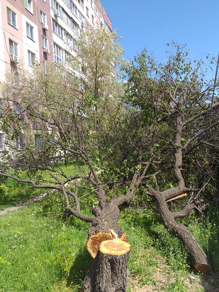 В Днепре неизвестные с бензопилами уничтожают деревья (Фото). Новости Днепра