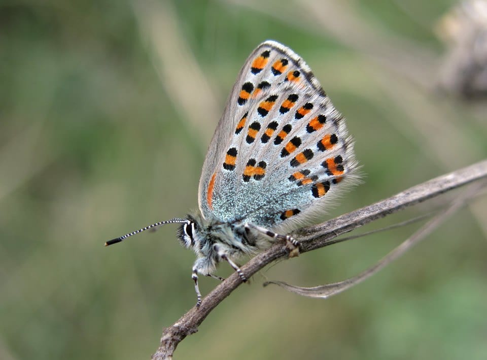 На Днепропетровщине обнаружили редчайший вид степной бабочки (Фото). Новости Днепра