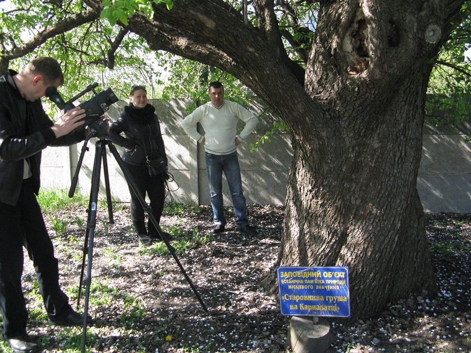 «Магдалена зеленая» хранит вековые тайны: под Днепром растет дерево, которому более 300 лет (Фото). Новости Днепра