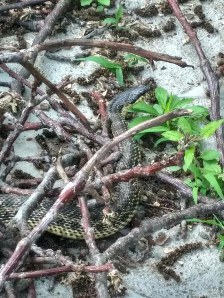 В Днепре огромная змея заползла в частный дом в двух километрах от реки. Новости Днепра