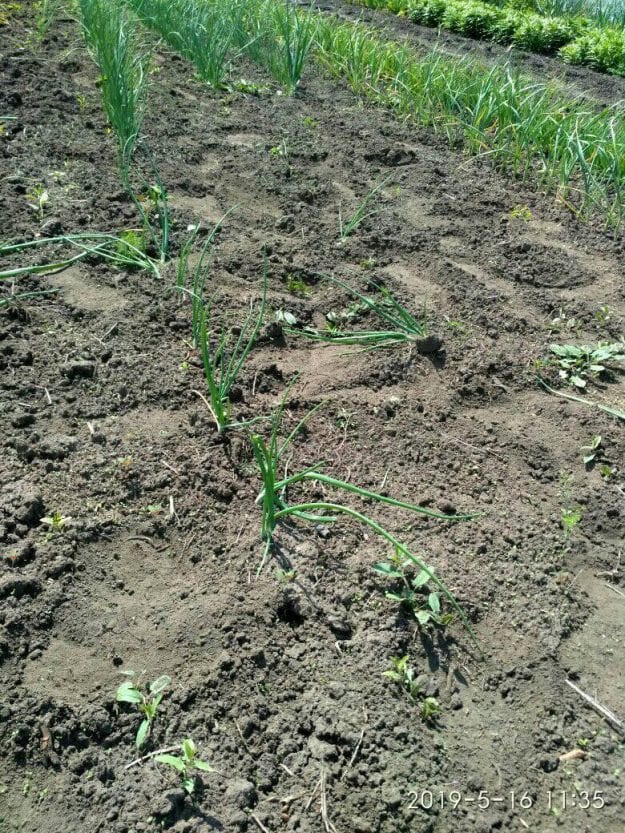 В Днепре появились луковые бизнесмены: среди ночи общипали чужой огород (ФОТО). Новости Днепра