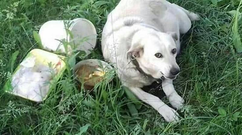 Под Днепром активисты спасли привязанную к дереву беременную собаку. Новости Днепра
