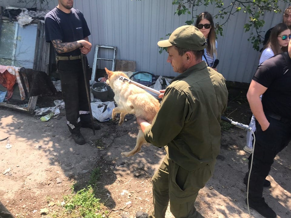 Концлагерь для собак: в Днепре у пенсионерки изъяли более 30 замученных собак (Фото). Новости Днепра