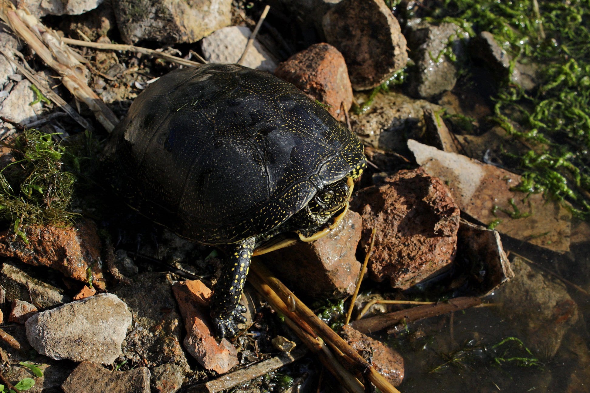Под Днепром болотные черепахи захватили речку (Фото). Новости Днепра