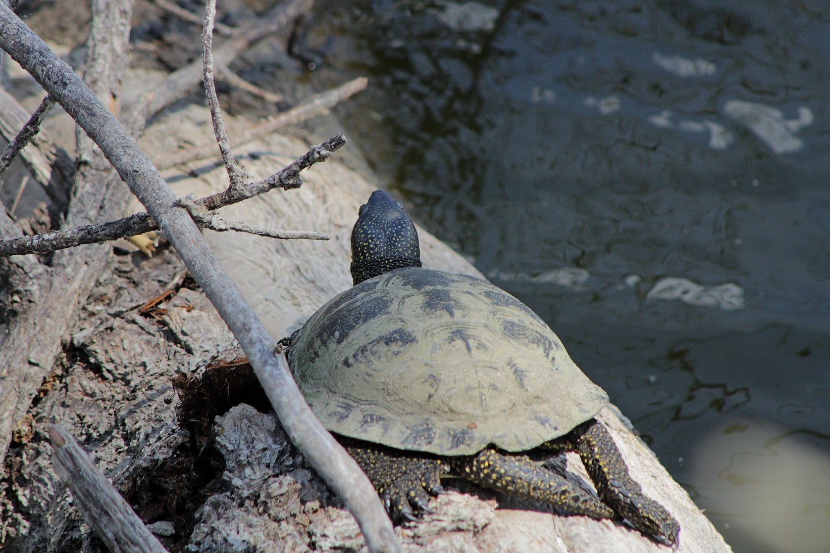 Под Днепром болотные черепахи захватили речку (Фото). Новости Днепра