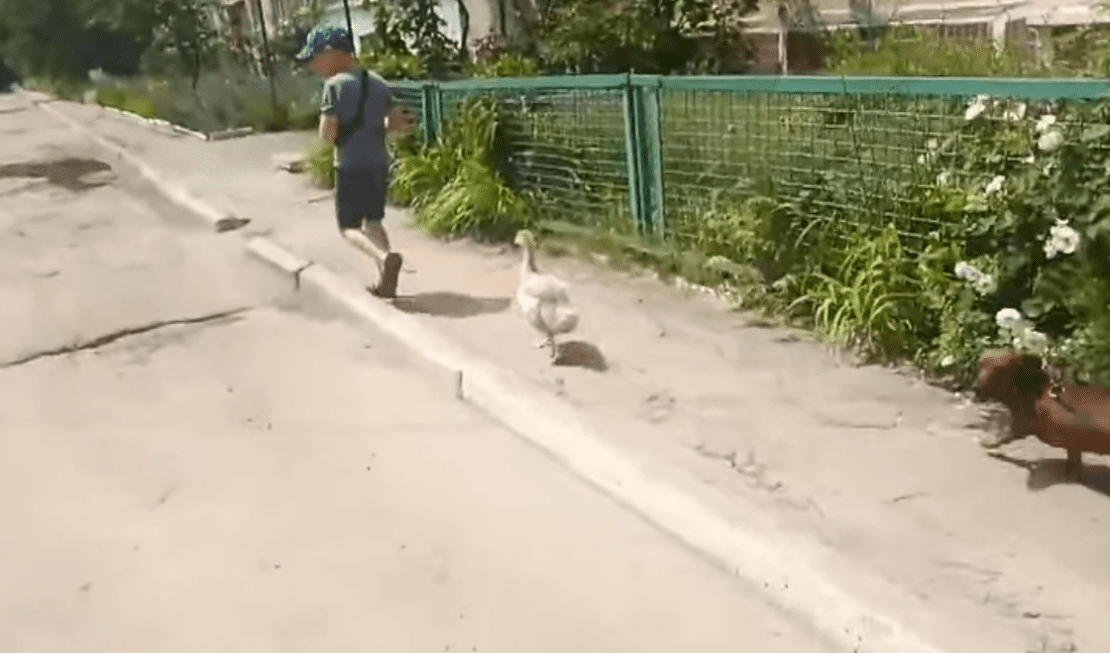 В Днепре вместо собак начали выгуливать гусей (Видео). Новости Днепра