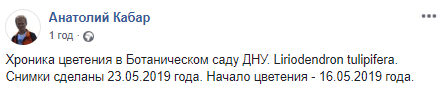 Красота неописуемая: в ботсаду ДНУ цветет Лириодендрон (ФОТО). Новости Днепра