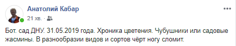 Цветут чубушники в ботсаду ДНУ: красота неимоверная (Фото). Новости Днепра