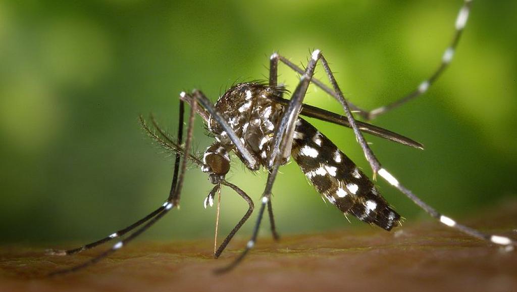 Как днепрянам распознать самые распространенные укусы насекомых. Новости Днепра