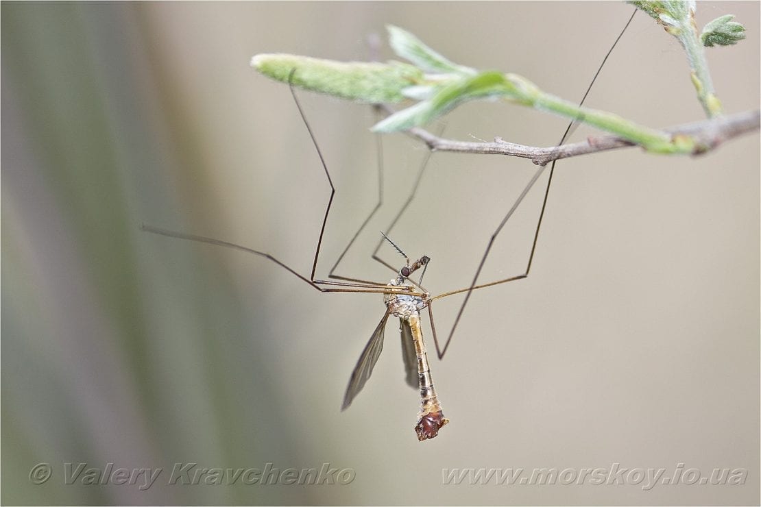 В Днепре появились огромные комары-драконы (Фото). Новости Днепра