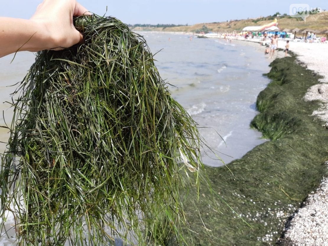 В Бердянске начался «сезон водорослей»: где лучше не купаться. Новости Днепра