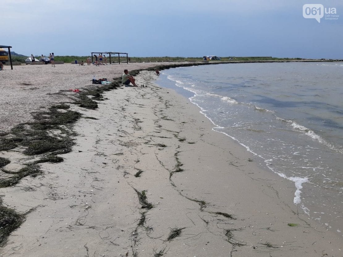 В Бердянске начался «сезон водорослей»: где лучше не купаться. Новости Днепра