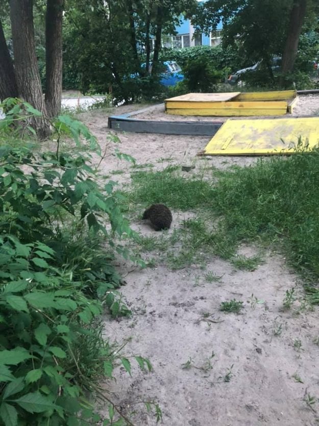 Хозяин двора: в Днепре становится все больше ежей  (Фото). Новости Днепра