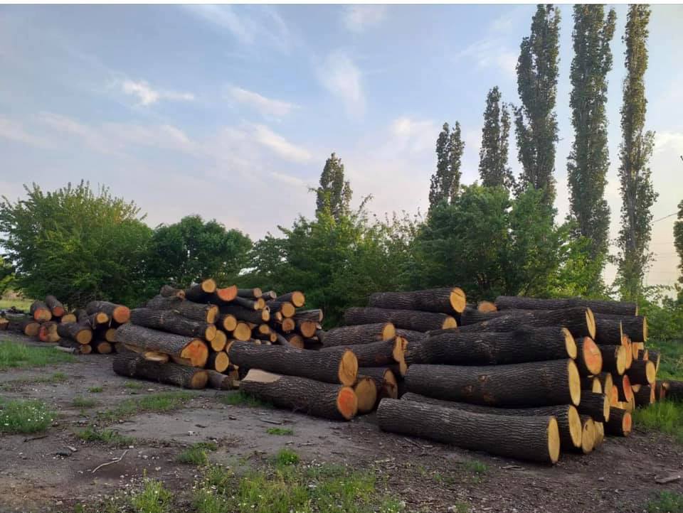 Массовая нелегальная вырубка деревьев под Днепром: виновники остаются безнаказанными (Фото). Новости Днепра