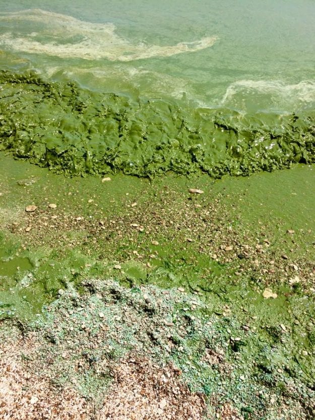 Массовая гибель всего живого: в Одессе море превращается в ядовитое болото (Фото, видео). Новости Днепра