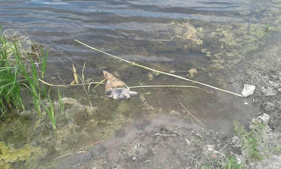 Под Днепром массово гибнут черепахи: местные жители бьют тревогу (Фото). Новости Днепра