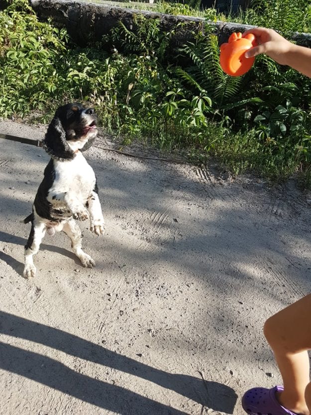 В Днепре псу помогают избежать судьбы Хатико. Новости Днепра