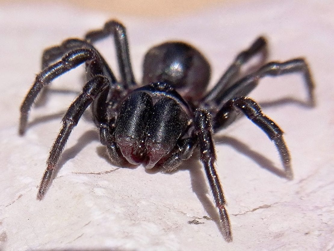Ядовитые пауки с большими челюстями появились в Днепре (Фото). Новости Днепра