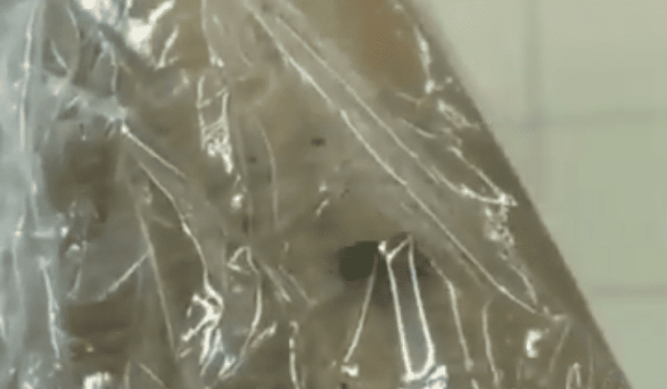 Хлеб с живыми тараканами обнаружили в супермаркете Днепра (Видео). Новости Днепра