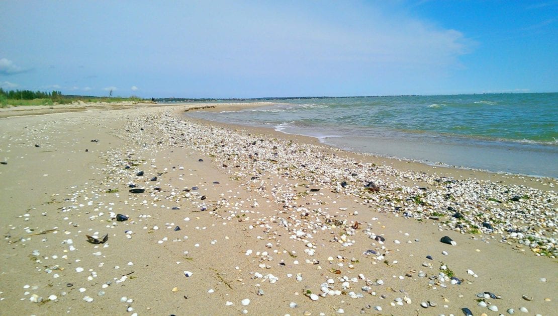 Азовское море обзавелось новыми жителями: замечены огромные медузы и рапаны (Фото). Новости Днепра