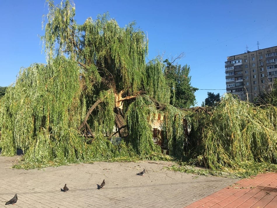 Одно из старейших деревьев Днепра уничтожено бурей (Фото). Новости Днепра