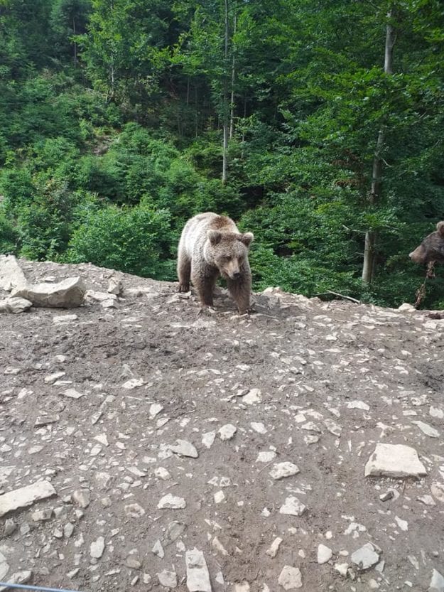 Ляля из Днепра: от узницы зоопарка до роскошного хищника. Новости Днепра