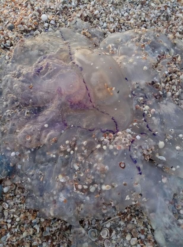 На Азовском море огромных медуз уже отгружают лопатами (Фото). Новости Днепра