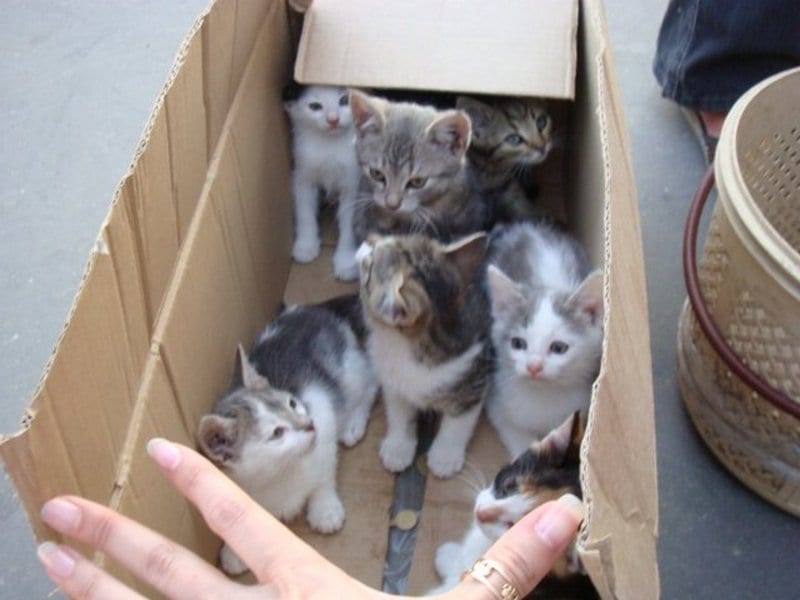 В Днепре бабушки-«коробочницы» отправили 19 котят на верную смерть. Новости Днепра