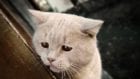 В Днепропетровской области суд обязал полицию открыть дело об убийстве кошки. Новости Днепра